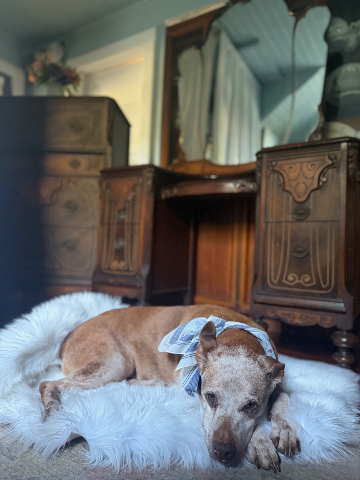 A dog rests on a soft white rug in front of an antique wooden dressing table and chest